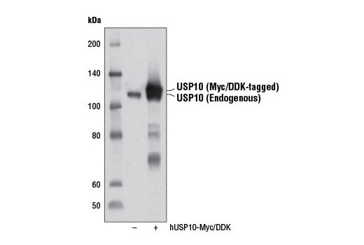 Western Blotting Image 1: USP10 (D7A5) Rabbit mAb