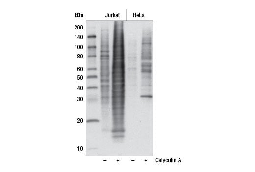 Western Blotting Image 1: Phospho-Akt Substrate (RXXS*/T*) (110B7E) Rabbit mAb (HRP Conjugate)