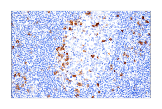 Immunohistochemistry Image 7: B3GAT1 (NK-1) Mouse mAb