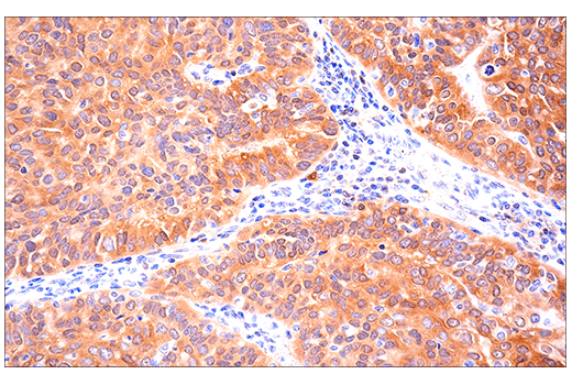 Immunohistochemistry Image 8: SOD1 (E4G1H) XP<sup>®</sup> Rabbit mAb