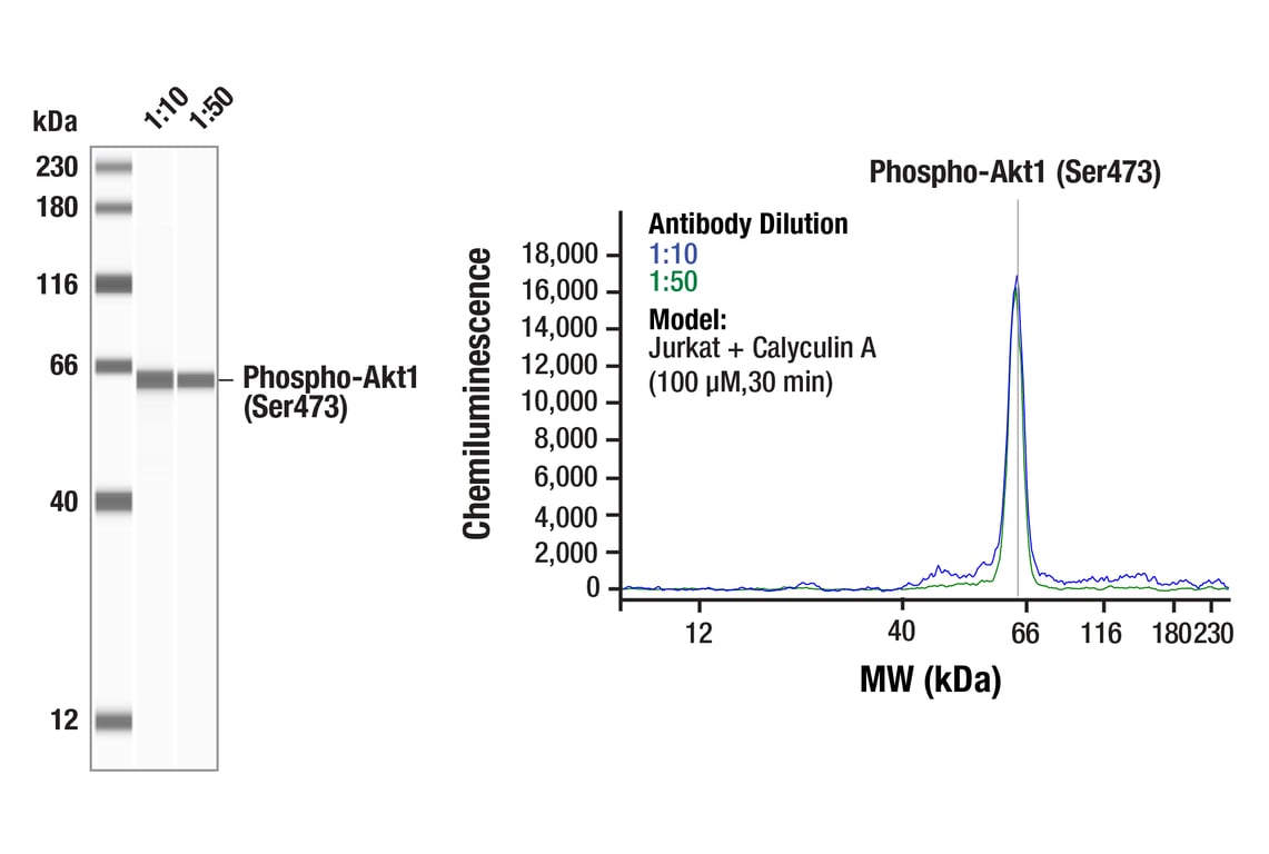 undefined Image 37: Phospho-Akt Isoform Antibody Sampler Kit