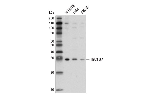 Western Blotting Image 1: TBC1D7 (D8K1Y) Rabbit mAb