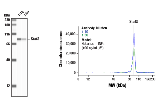 Western Blotting Image 1: Stat3 (124H6) Mouse mAb