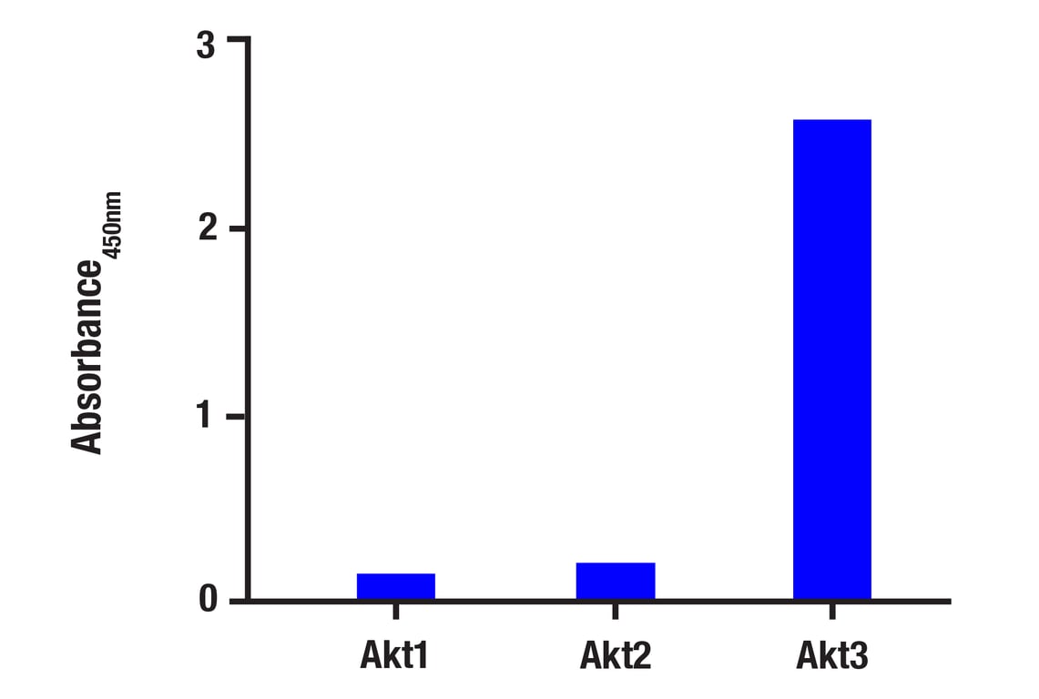 ELISA Image 2: Phospho-Akt (Ser473) (D9E) XP<sup>®</sup> Rabbit mAb (BSA and Azide Free)