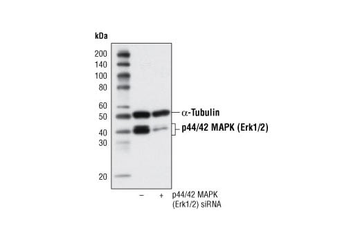 undefined Image 1: SignalSilence<sup>®</sup> p44/42 MAPK (Erk1/2) siRNA