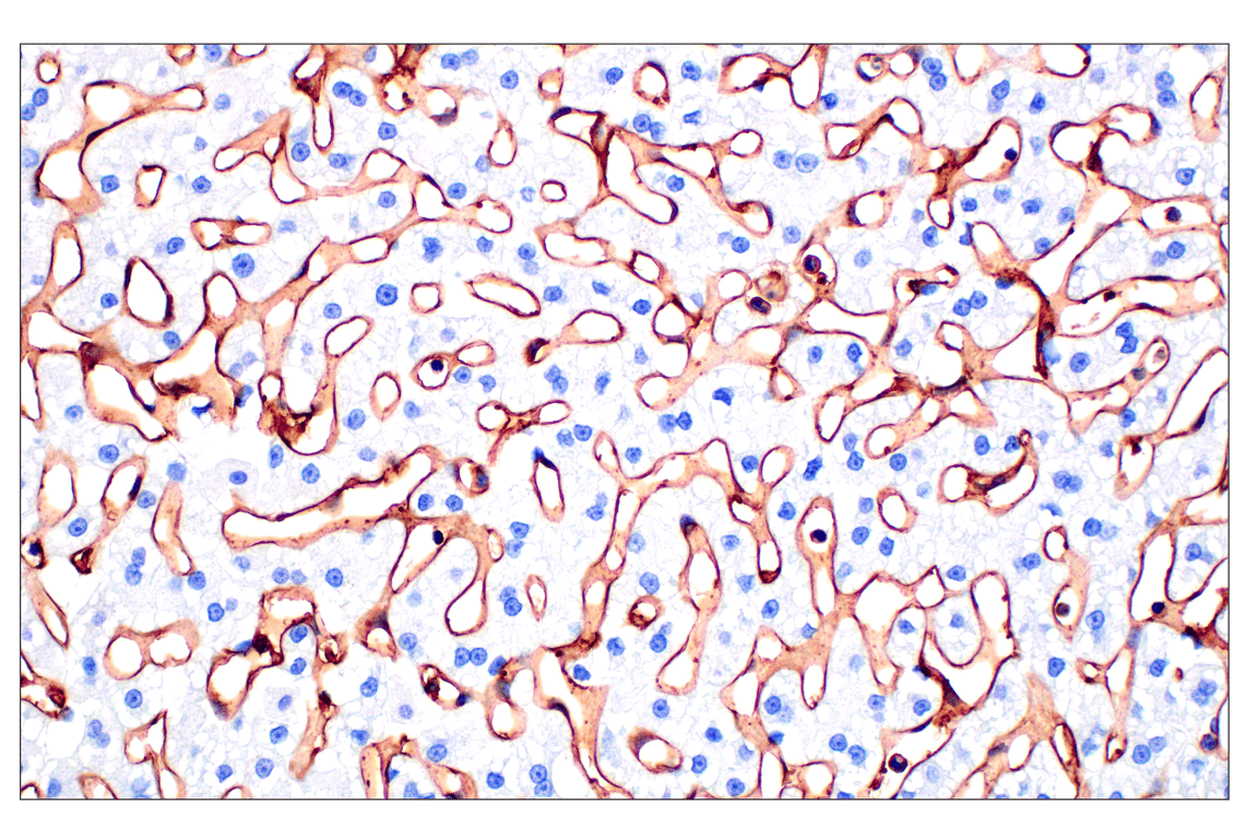 Immunohistochemistry Image 1: CD31 (PECAM-1) (F8M3S) Rabbit mAb (BSA and Azide Free)