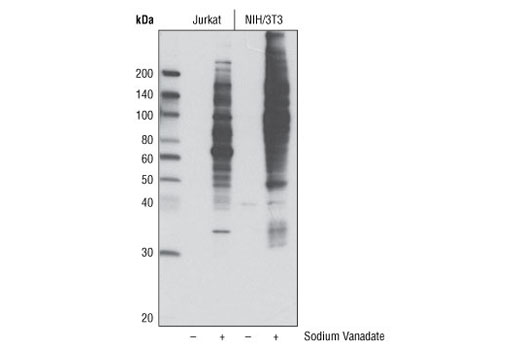 使用 Phospho-Tyrosine Mouse mAb (P-Tyr-100) (HRP Conjugate) 对未经和已经钒酸钠（1 mM，30 分钟）处理的 Jurkat 和 3T3/NIH 细胞的提取物进行蛋白质印迹分析。