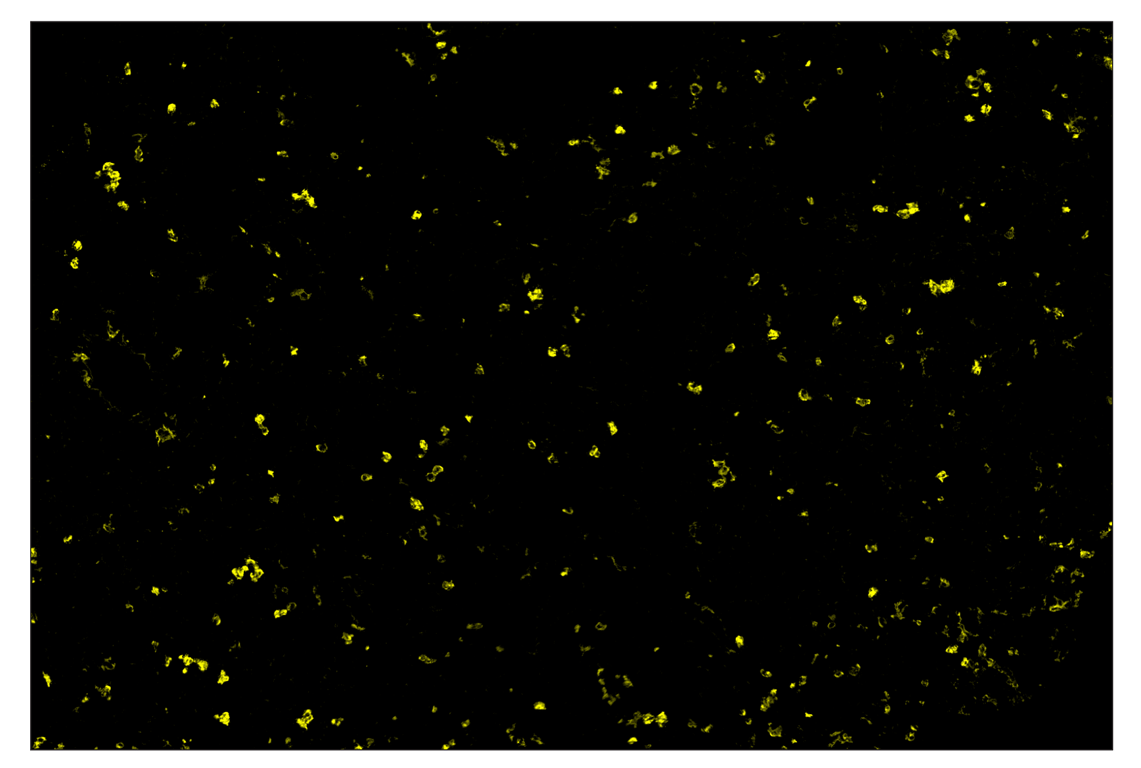 Immunohistochemistry Image 3: CD11b/ITGAM (E4K8C) & CO-0083-488 SignalStar<sup>™</sup> Oligo-Antibody Pair