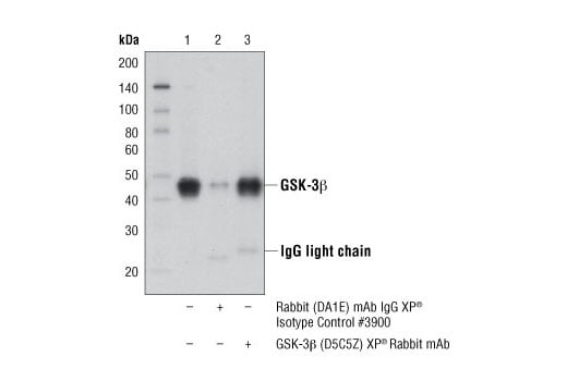 undefined Image 2: PhosphoPlus<sup>®</sup> GSK-3β (Ser9) Antibody Duet