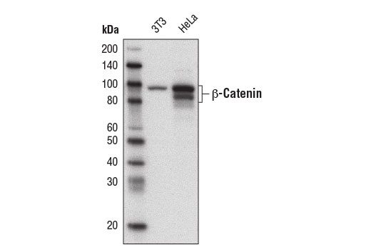 Western Blotting Image 1: β-Catenin (D10A8) XP<sup>®</sup> Rabbit mAb (Biotinylated)