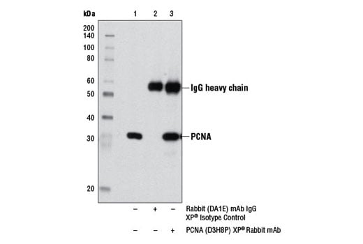 Immunoprecipitation Image 1: PCNA (D3H8P) XP<sup>®</sup> Rabbit mAb 