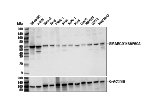 Western Blotting Image 1: SMARCD1/BAF60A (E7W9W) Rabbit mAb