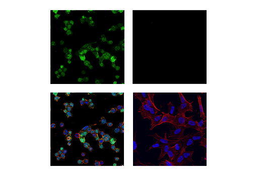 Immunofluorescence Image 1: Iba1/AIF-1 (E4O4W) XP<sup>®</sup> Rabbit mAb (BSA and Azide Free)