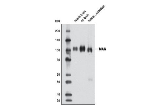 Western Blotting Image 1: MAG (D4G3) XP<sup>®</sup> Rabbit mAb (BSA and Azide Free)