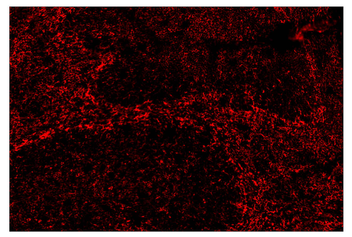 Immunohistochemistry Image 4: CD86 (E5W6H) & CO-0051-750 SignalStar<sup>™</sup> Oligo-Antibody Pair