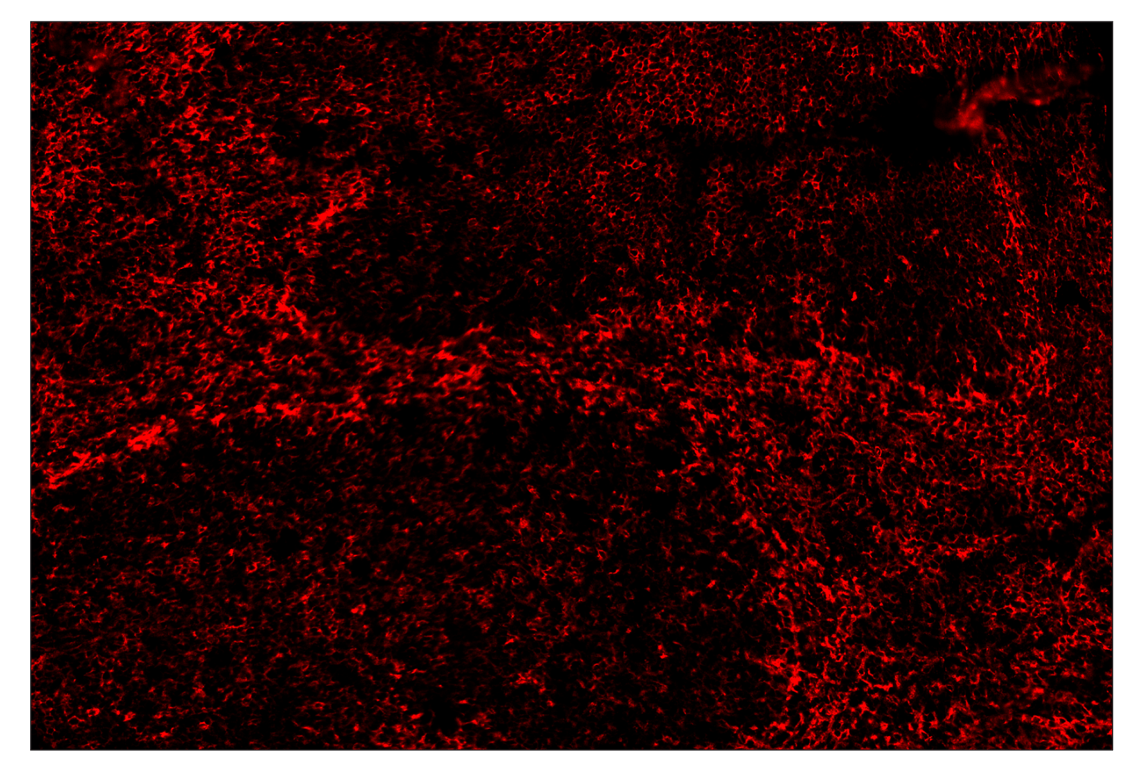 Immunohistochemistry Image 4: CD86 (E5W6H) & CO-0051-488 SignalStar<sup>™</sup> Oligo-Antibody Pair