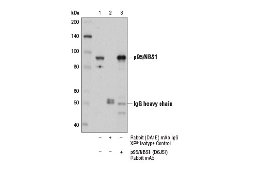 undefined Image 13: Homologous Recombination (HR) DNA Repair Antibody Sampler Kit