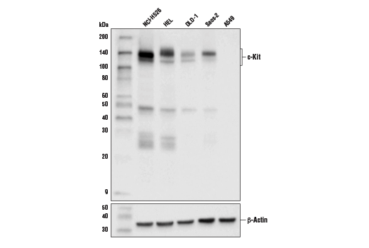 Western Blotting Image 1: c-Kit (D3W6Y) XP<sup>®</sup> Rabbit mAb (BSA and Azide Free)