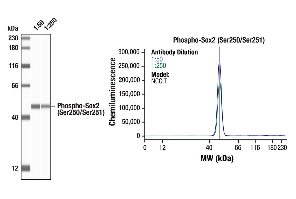 undefined Image 5: PhosphoPlus<sup>®</sup> Sox2 (Ser250/Ser251) Antibody Duet