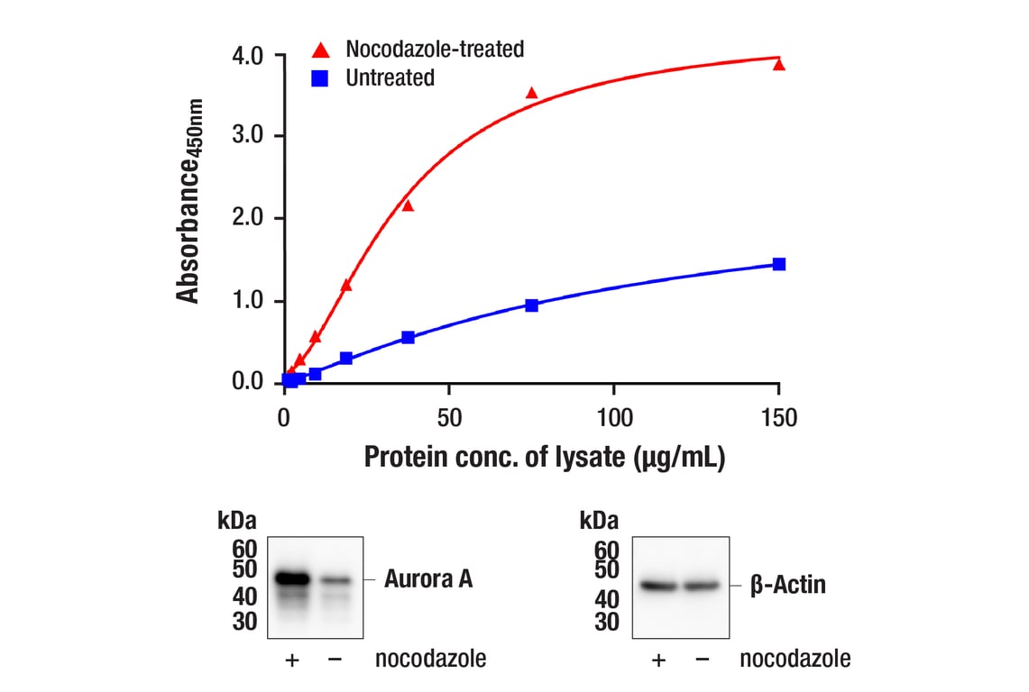 ELISA Image 1: PathScan<sup>®</sup> RP Total Aurora A Sandwich ELISA Kit