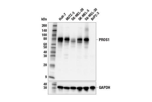 Western Blotting Image 1: PROS1 (E7F5H) Rabbit mAb