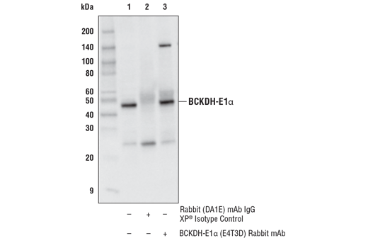 undefined Image 8: Branched-Chain Amino Acid Metabolism Antibody Sampler Kit
