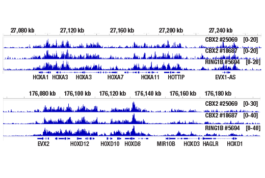 Chromatin Immunoprecipitation Image 2: CBX2 (E3N6A) Rabbit mAb