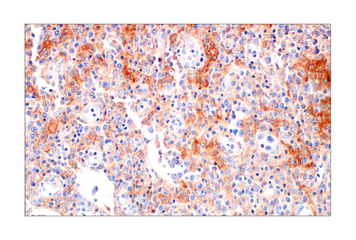 Immunohistochemistry Image 7: Src (36D10) Rabbit mAb