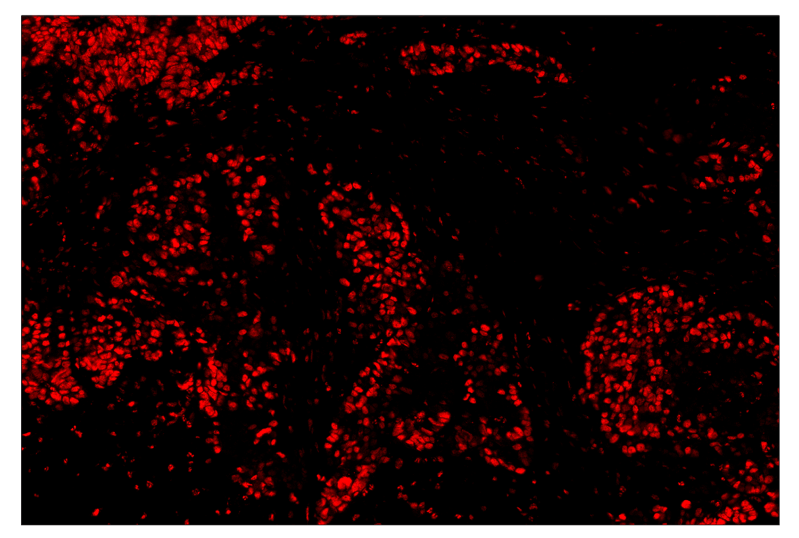 Immunohistochemistry Image 4: Phospho-CREB (Ser133) (87G3) & CO-0125-488 SignalStar<sup>™</sup> Oligo-Antibody Pair