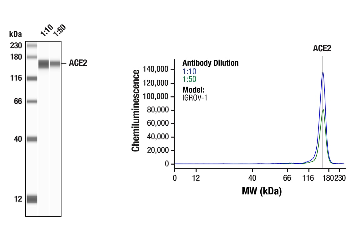 Western Blotting Image 1: ACE2 (E5O6J) XP<sup>®</sup>  Rabbit mAb