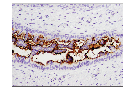 Immunohistochemistry Image 3: CD133 (D2V8Q) XP<sup>®</sup> Rabbit mAb (BSA and Azide Free)