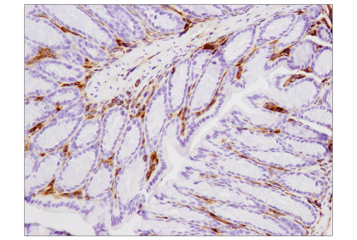 Immunohistochemistry Image 3: VISTA (D5L5T) XP<sup>®</sup> Rabbit mAb (BSA and Azide Free)