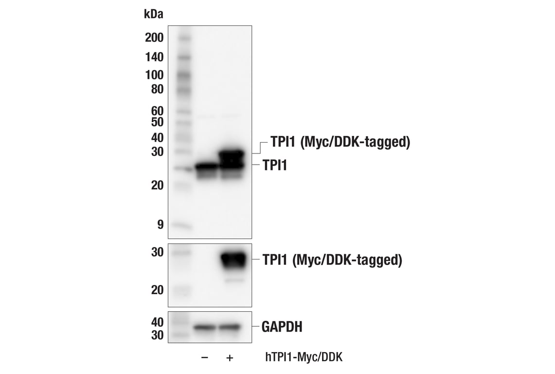 Western Blotting Image 3: TPI1 (F6U6Y) Rabbit mAb