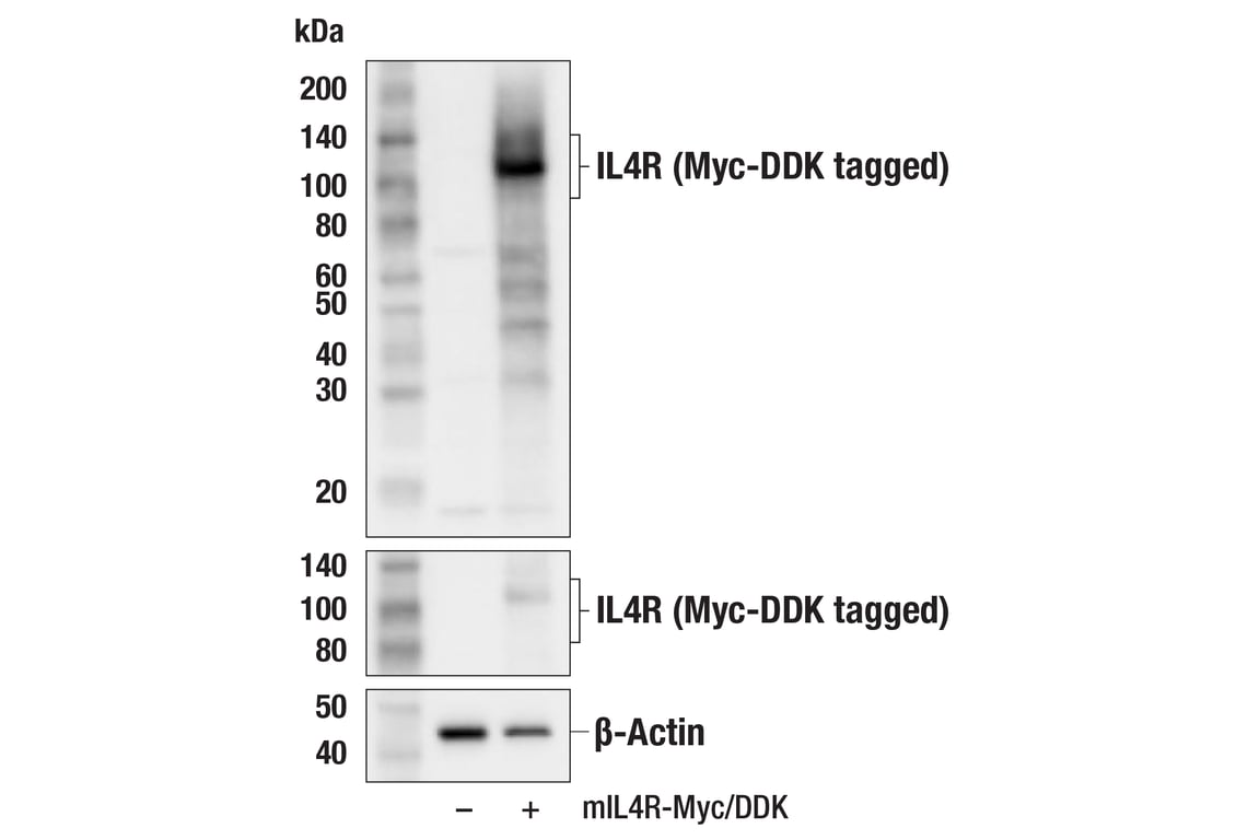 Western Blotting Image 2: IL4R (F6C4Z) Rabbit mAb (BSA and Azide Free)