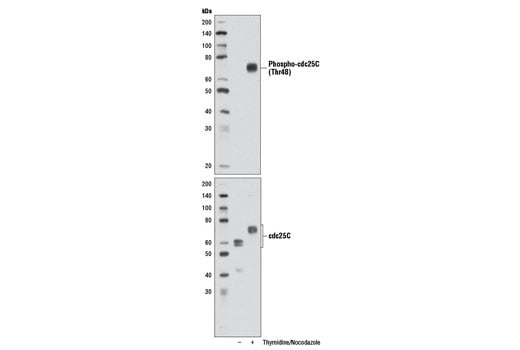 Western Blotting Image 1: Phospho-cdc25C (Thr48) (D2H3) Rabbit mAb