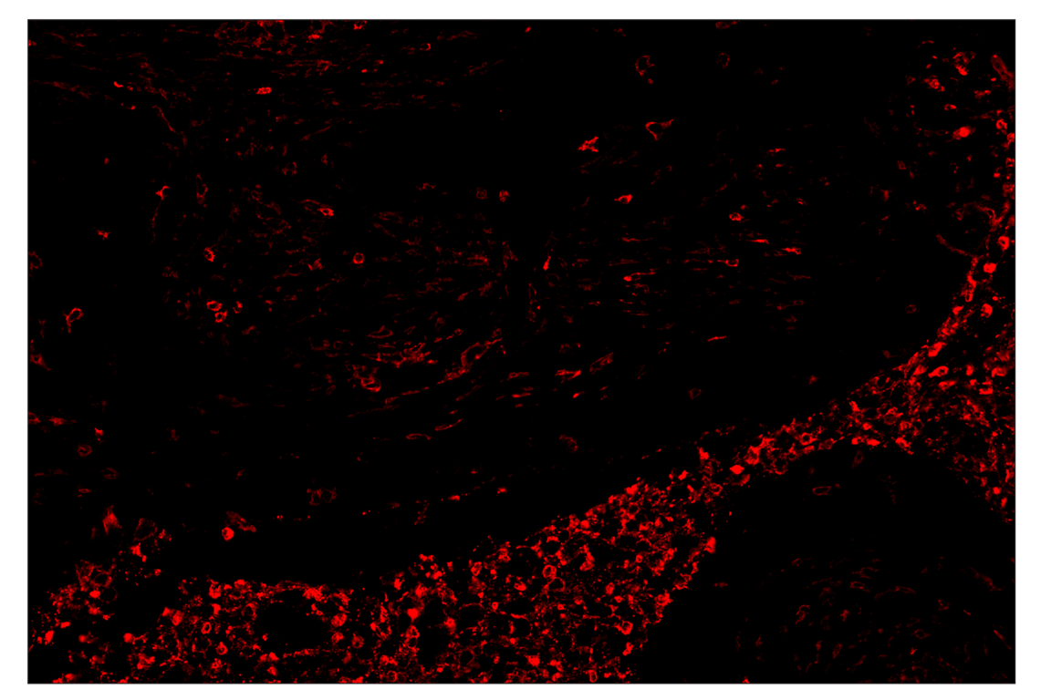 Immunohistochemistry Image 4: CD11b/ITGAM (D6X1N) & CO-0037-647 SignalStar<sup>™</sup> Oligo-Antibody Pair