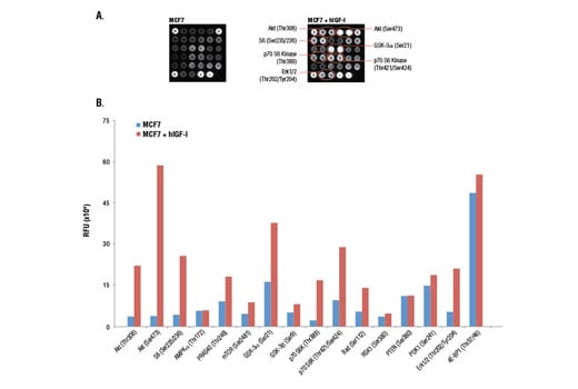 undefined Image 2: PathScan<sup>®</sup> Akt Signaling Antibody Array Kit (Fluorescent Readout)