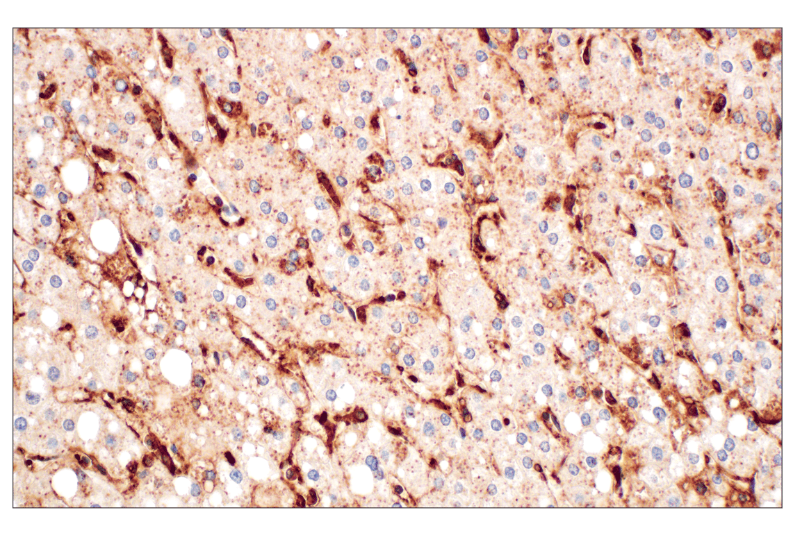 Immunohistochemistry Image 6: Annexin V (E3W8V) Rabbit mAb (BSA and Azide Free)