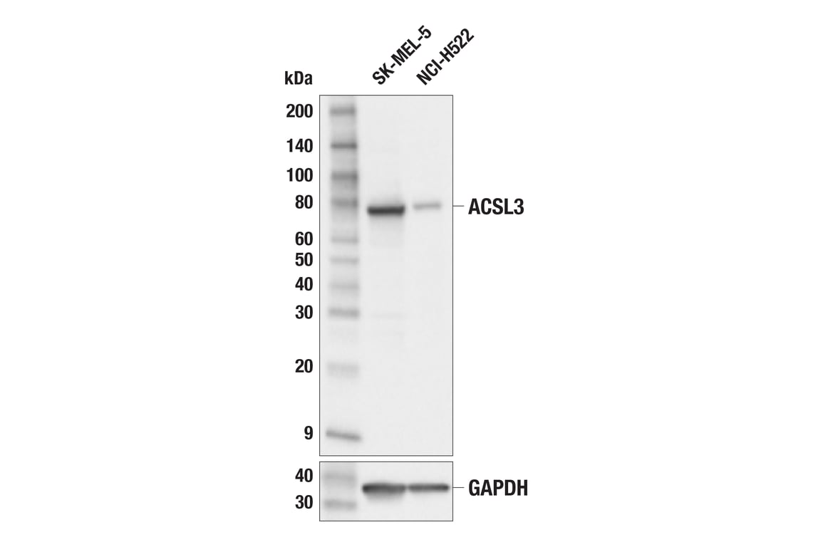 Western Blotting Image 3: ACSL3 (E2S9L) Rabbit mAb