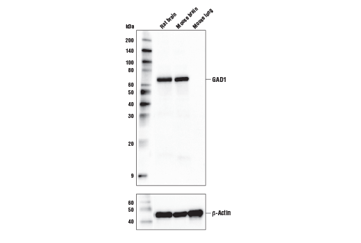 Western Blotting Image 1: GAD1 (D1F2M) Rabbit mAb (BSA and Azide Free)