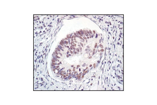 Immunohistochemistry Image 1: Mre11 Antibody