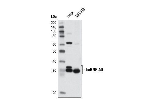 Western Blotting Image 1: hnRNP A0 (D26A2) Rabbit mAb
