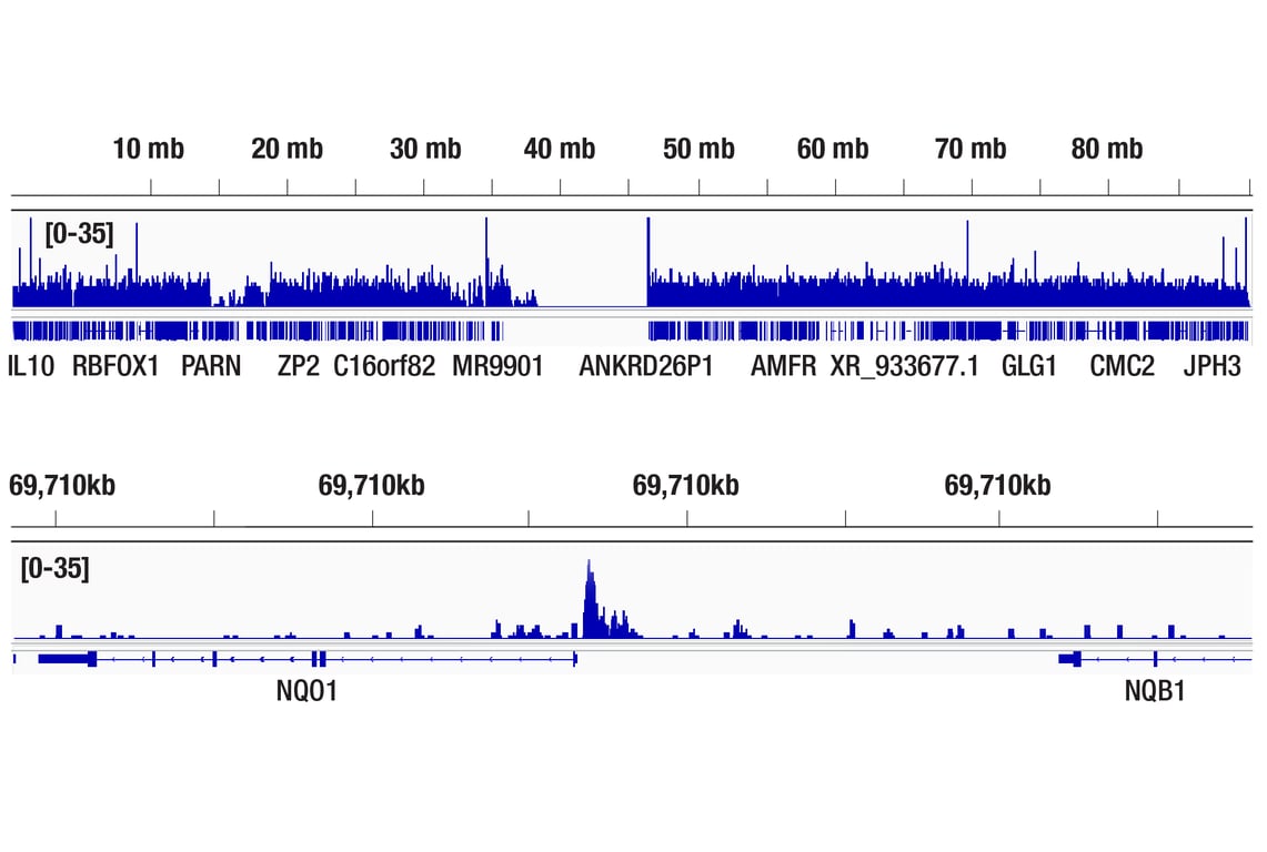 Chromatin Immunoprecipitation Image 2: BACH1 (E4E7B) Rabbit mAb