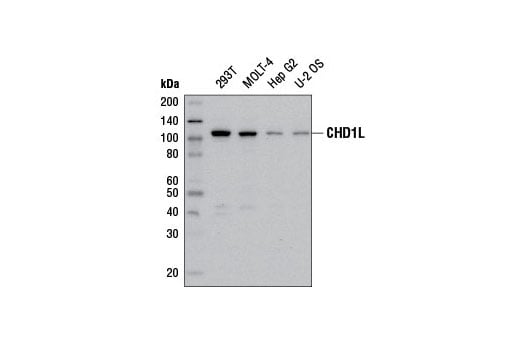 Western Blotting Image 1: CHD1L (E1I8C) Rabbit mAb