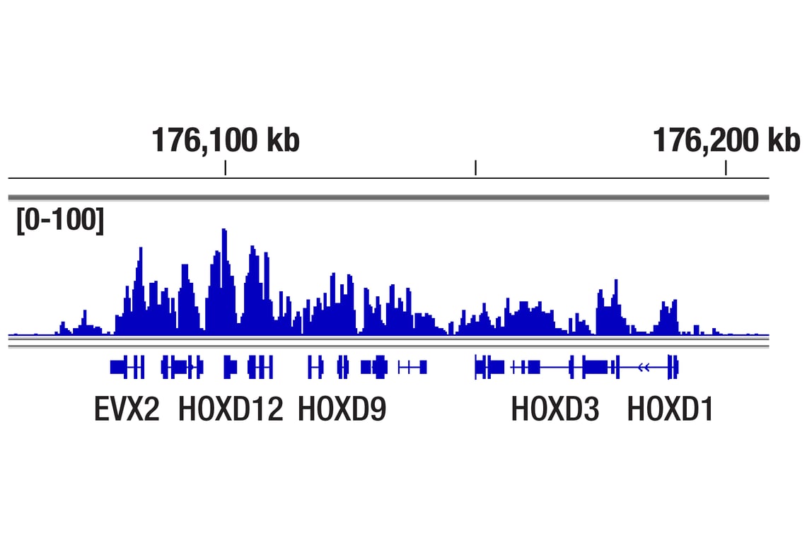 CUT & Tag Image 1: Ubiquityl-Histone H2A (Lys119) (D27C4) XP<sup>®</sup> Rabbit mAb