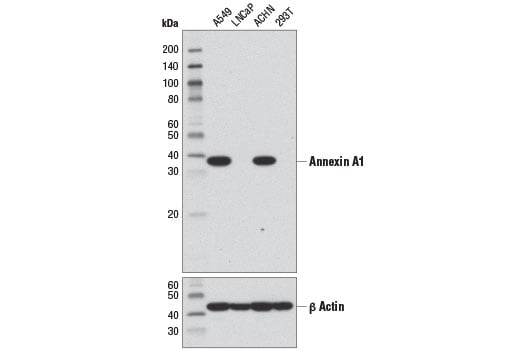 Western Blotting Image 1: Annexin A1 (D5V2T) XP<sup>®</sup> Rabbit mAb (BSA and Azide Free)