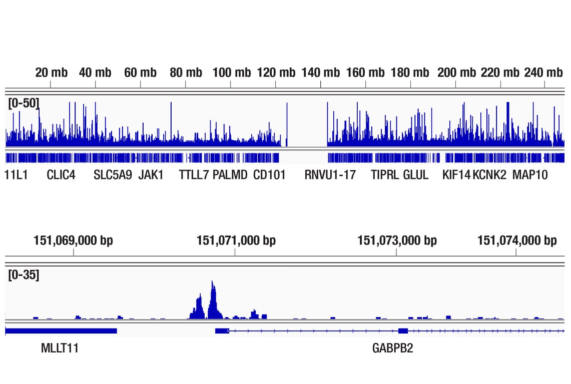 Chromatin Immunoprecipitation Image 2: ELF3 (F8J2G) Rabbit mAb