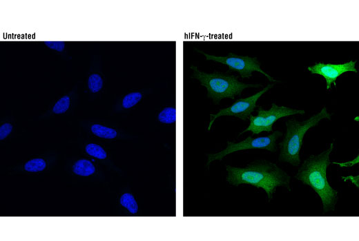 Immunofluorescence Image 1: IDO (D5J4E<sup>™</sup>) Rabbit mAb