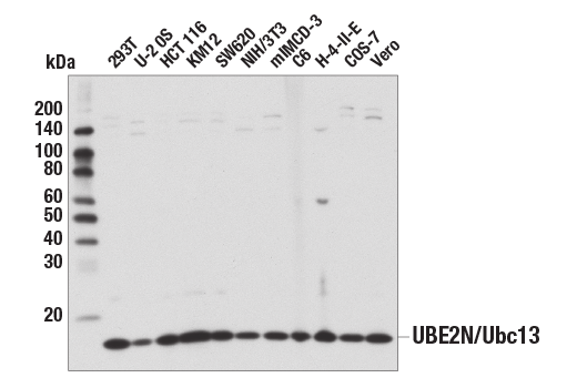 Western Blotting Image 2: UBE2N/Ubc13 (D2A1) Rabbit mAb