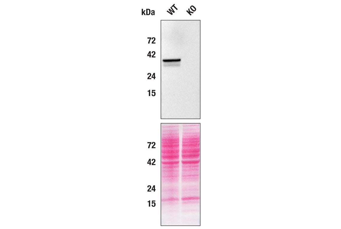 Western Blotting Image 3: STING (D2P2F) Rabbit mAb